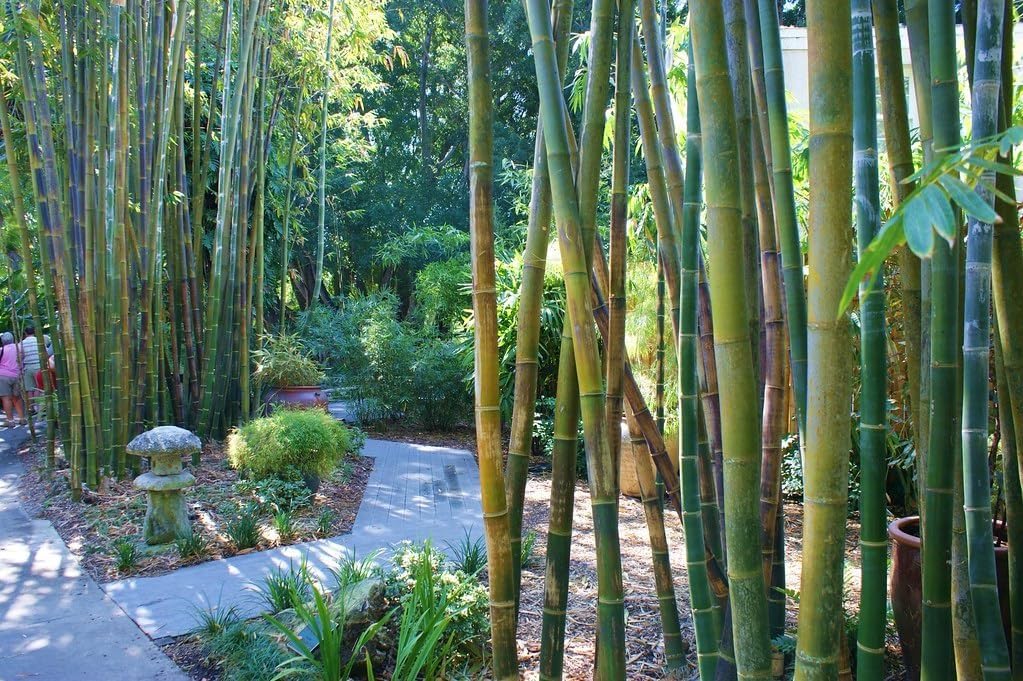 Amazon.com: Oldhamii Bamboo | 1 Live Plant | Bambusa Oldhamii